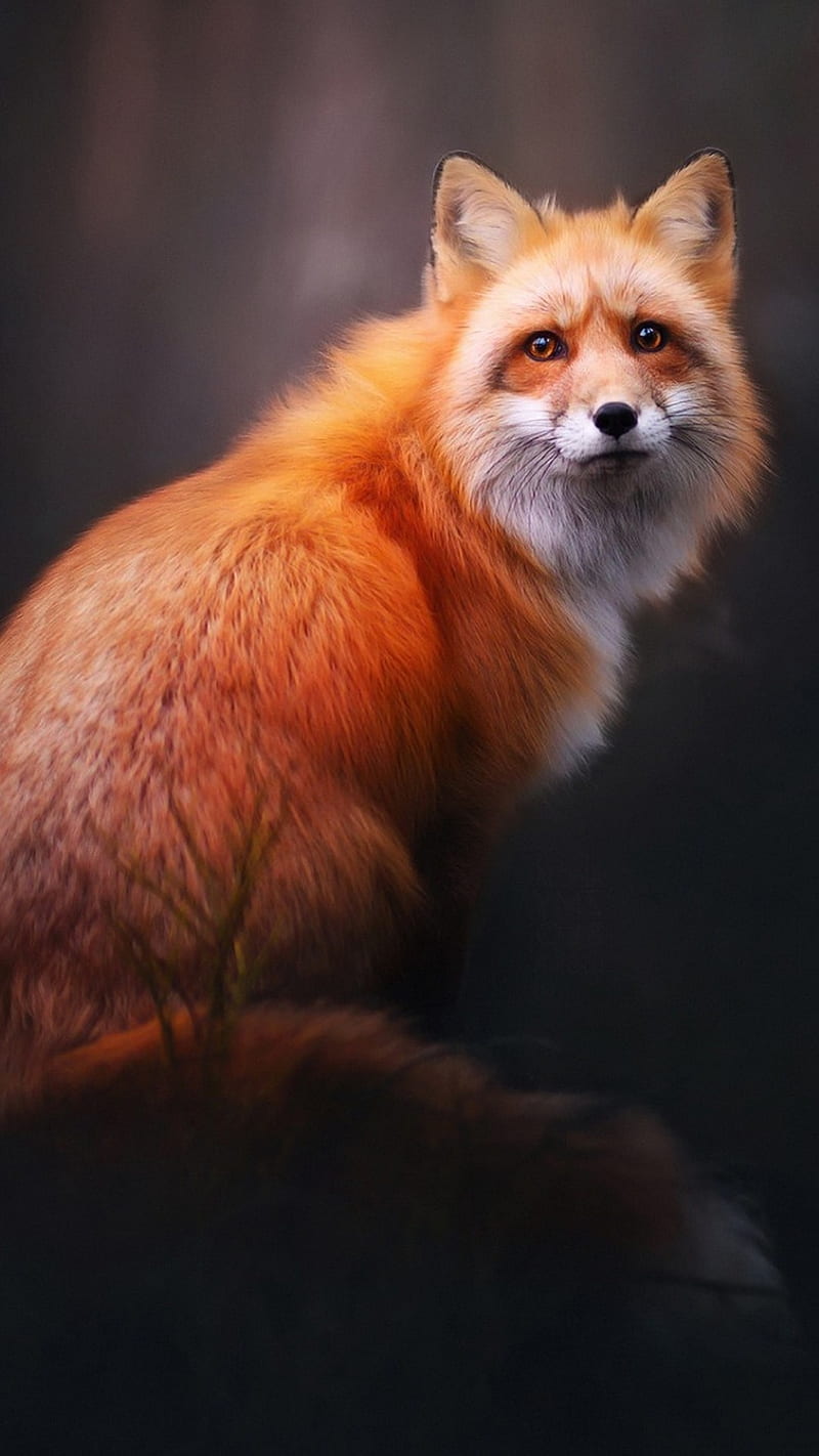 FOX, foxes, coyotes, nature, animals, animal, HD phone wallpaper