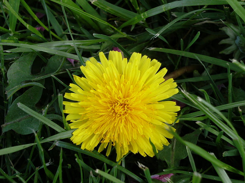 Dandylion, yellow, small, HD wallpaper | Peakpx