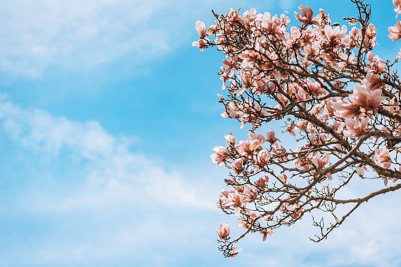 sakura, flowers, branches, tree, bloom, HD wallpaper