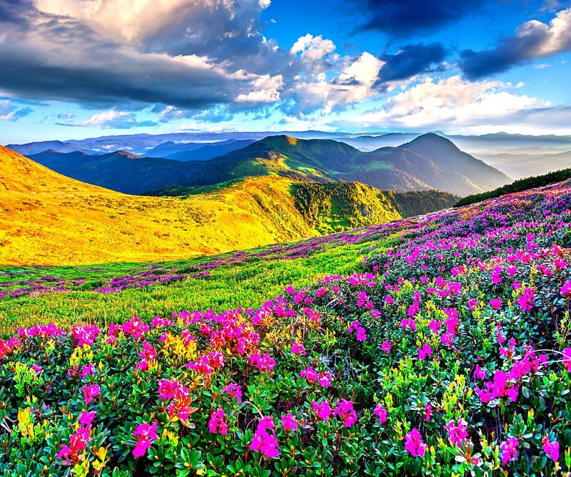 MOUNTAIN WILD FLOWERS, hills, colors of nature, gress, sky, clouds, nature of forces, mountain, splendor, flowers, nature, scenery, landscape, HD wallpaper