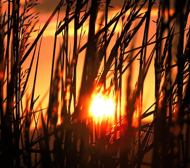 Sunset View in Field, neutral, HD wallpaper
