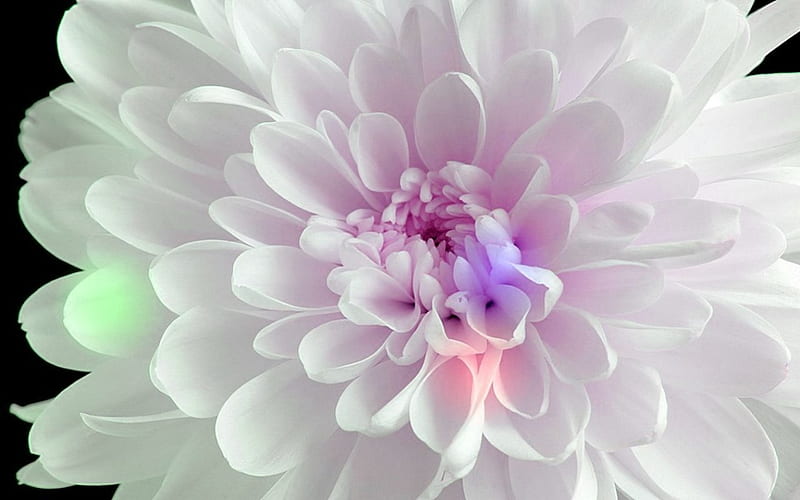 Polar Light Mum, filtered, flower, effects, nature, polar light, mum, HD wallpaper