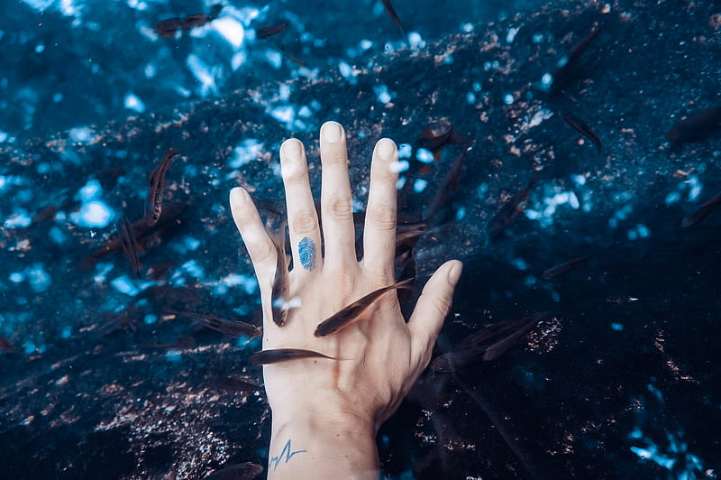 left human hand surrounded black pet fish, HD wallpaper