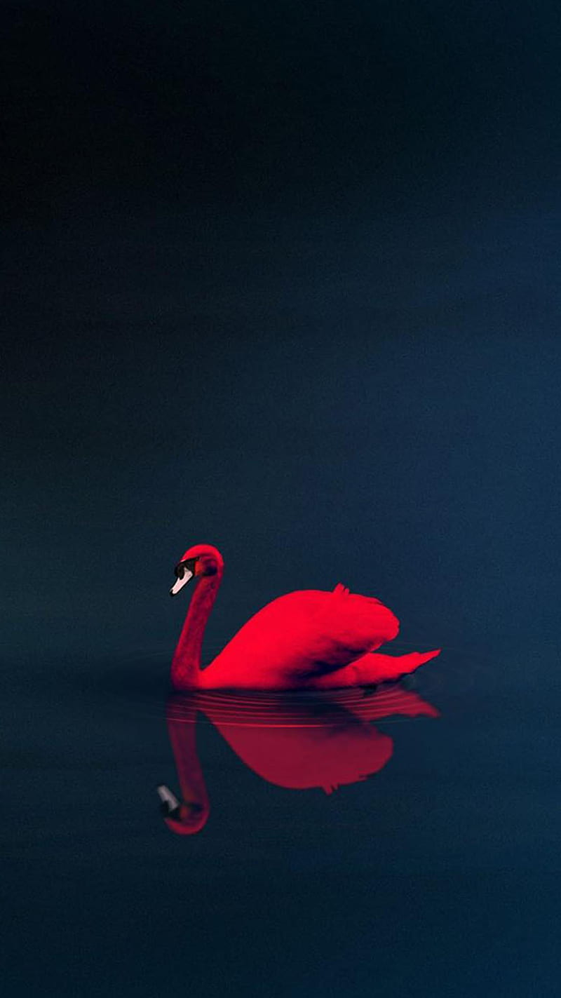 Goose, red, HD phone wallpaper