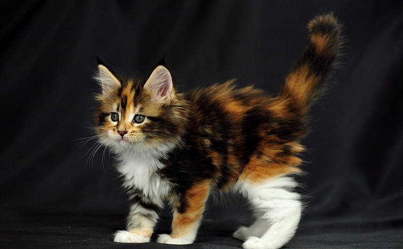 Mult-Colored Maine Coon Cat, Maine, Cat, Kitten, Coon, Calico, HD wallpaper