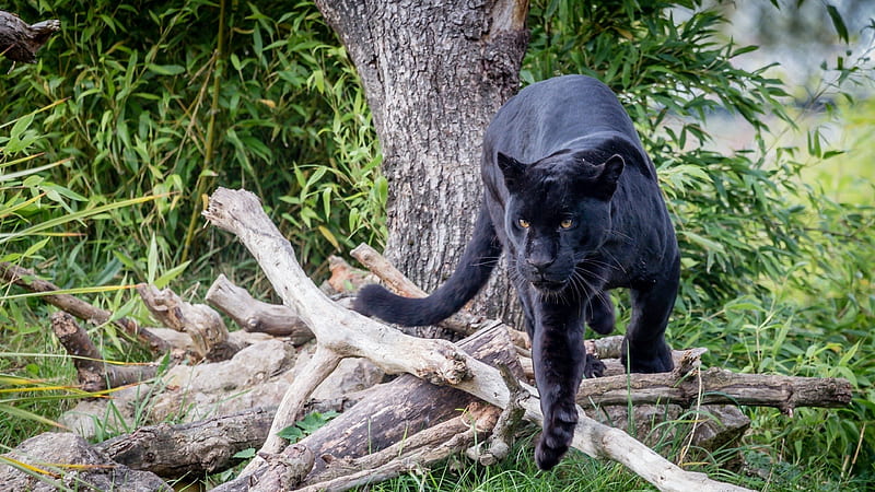 Black Panther , panther, black, animals, predator, HD wallpaper