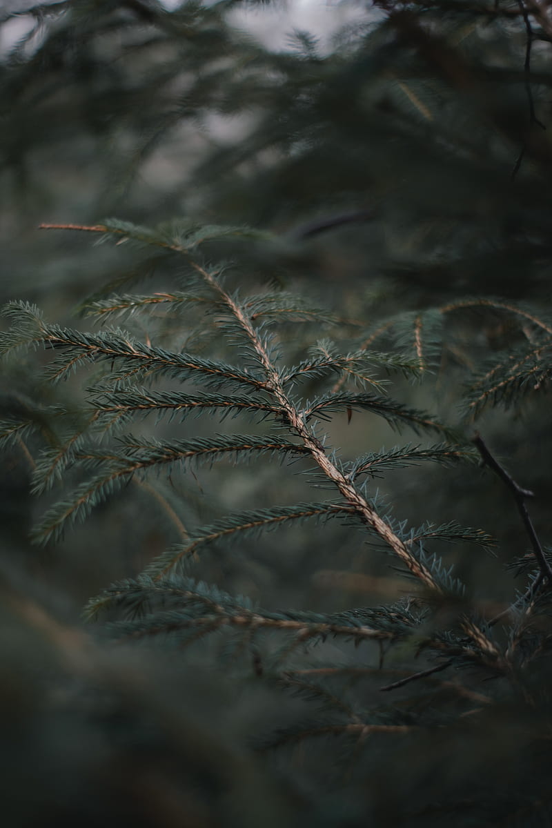 branch, needles, blur, forest, HD phone wallpaper