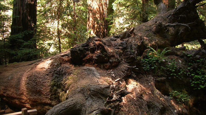 Muir Woods, forest, nature, trees, redwood, HD wallpaper