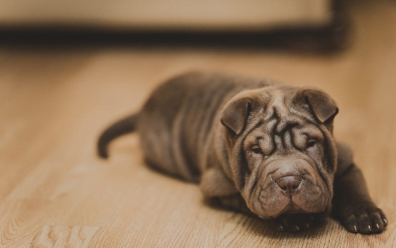 Shar Pei, small gray puppy, cute animals, pets, dogs, puppy on the floor, HD wallpaper