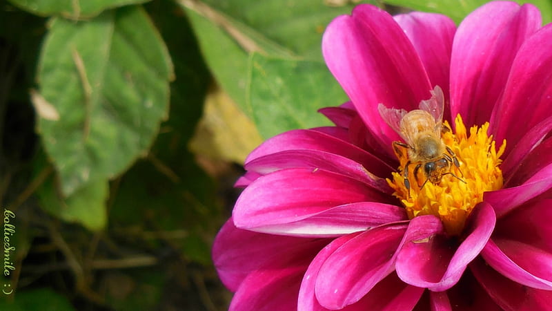 Flower w/Battle Scarred Honeybee: Enlargement , honeybee, honeybees, bee, beez, flower, sing1e, b1oom, bumb1e bee, pink, HD wallpaper