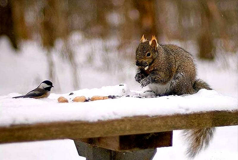 LETS SHARE!, squirrel, bird, food, feeding time, sharing, HD wallpaper