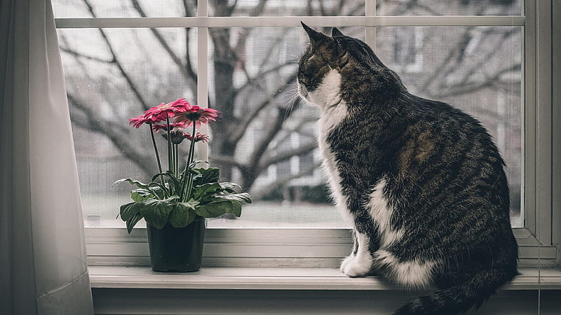Cute cat, flowers, windows, cats, animals, cool, HD wallpaper | Peakpx