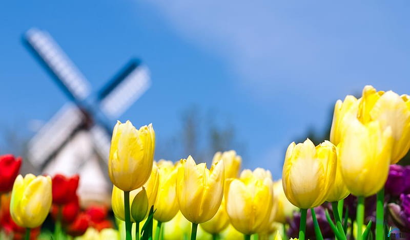 Smell of Holland, windmill, flowers, colors, nature, tulips, HD wallpaper