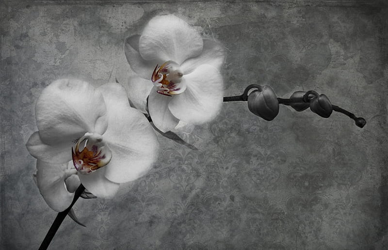 Orquídea blanca, flor, flores, blanco, orquídea, Fondo de pantalla HD |  Peakpx