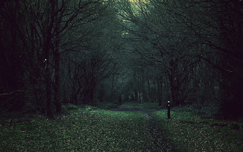 forest, trees, gloomy, foliage, fallen ultra 16:10 background, HD wallpaper