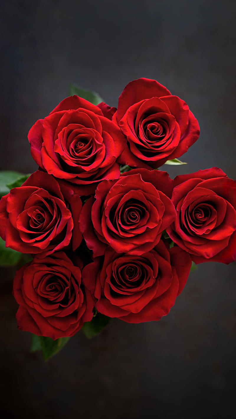 Roses, bouquet, love, red, HD phone wallpaper