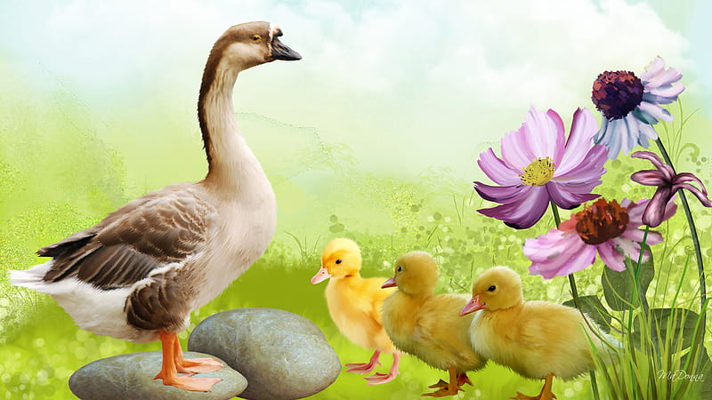 Taking Care of Business, rocks, grass, flowers, baby ducks, firefox persona, ducklings, goose, HD wallpaper