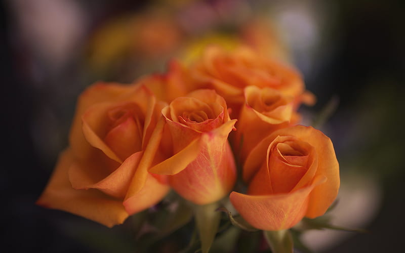 orange roses, buds, close-up, roses, bokeh, bouquet of flowers, HD wallpaper