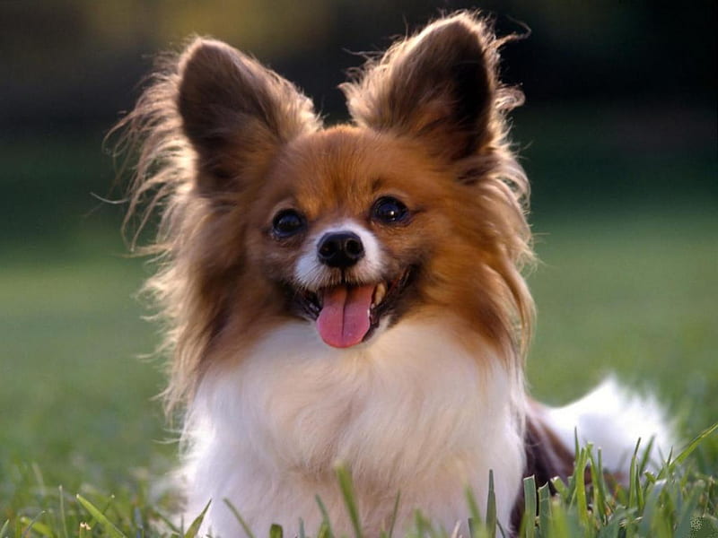 The-little-dog-with-big-ears, cute, little, ears, eyes, dog, animal, HD wallpaper