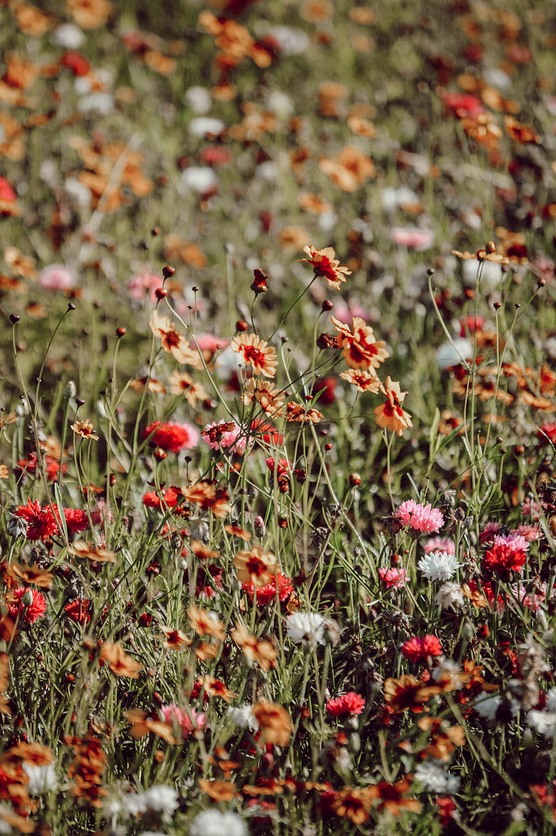 Flowers, colorful, wild, field, bloom, HD phone wallpaper | Peakpx