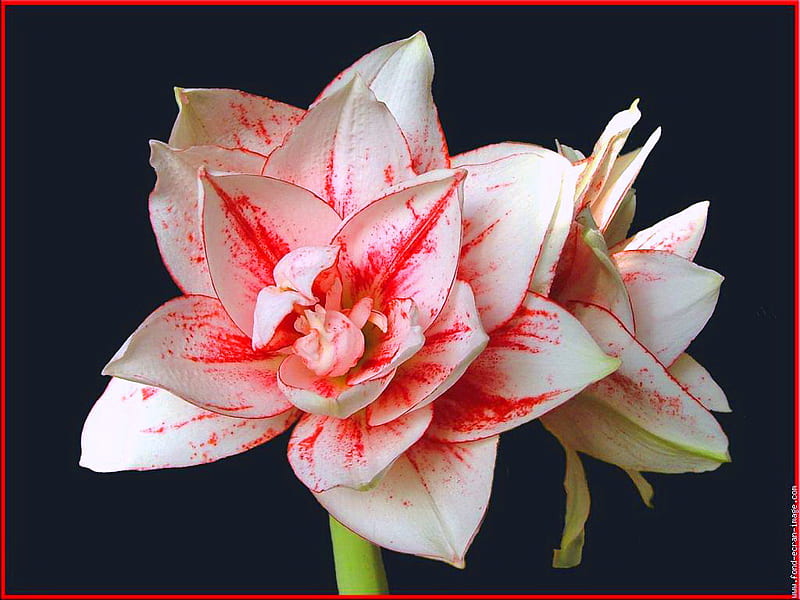 Amaryllis for Luiza, flower, red, white, amaryllis, HD wallpaper