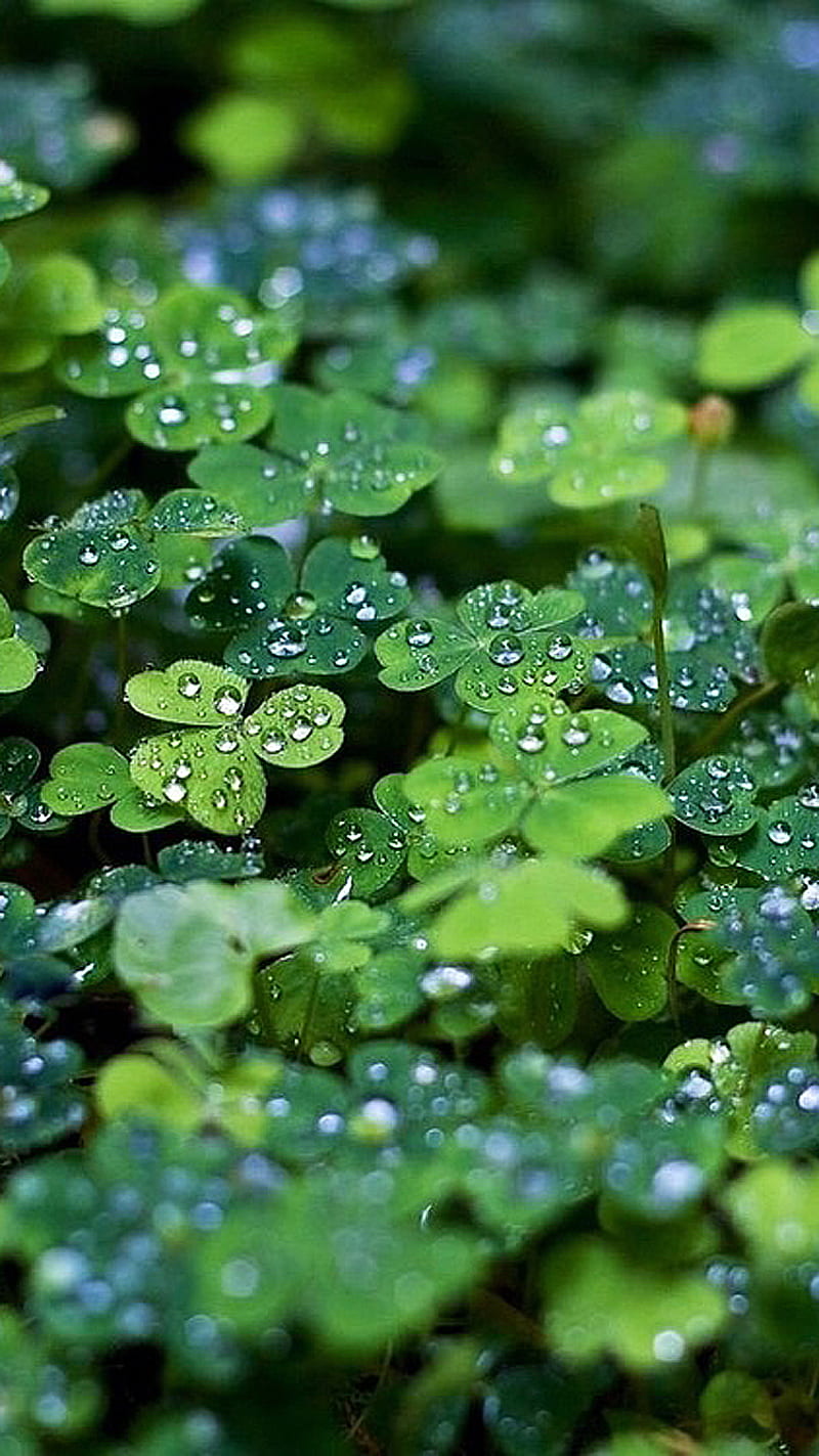 Drops, green, leaves, luck, water, HD phone wallpaper