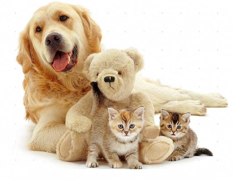 Cute friends, friend, teddy, bear, cat, kitten, dog, animal, HD wallpaper