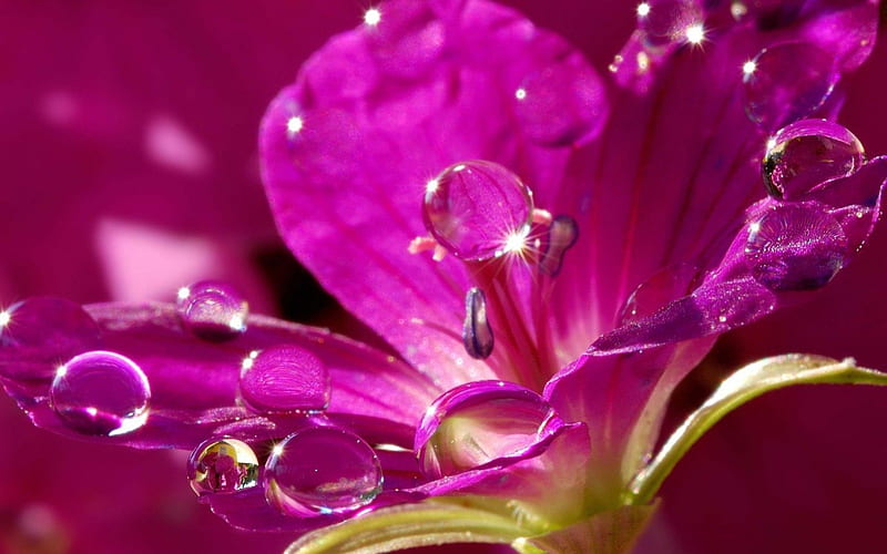 Gotas de agua sobre una flor rosa, burbuja, agua, verde, flor, gotas, rosa,  Fondo de pantalla HD | Peakpx