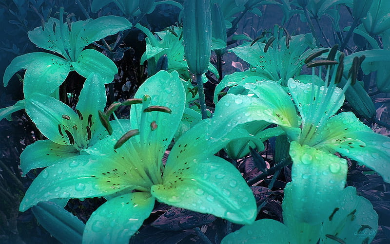 Sueño de lirio, lirio, flores, tono, Fondo de pantalla HD | Peakpx