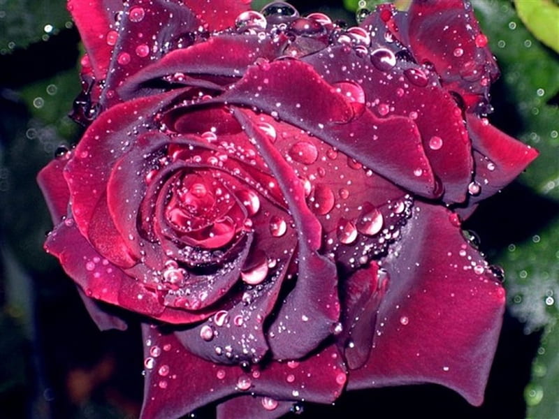 Red Roses, red, nature, rose, love, HD wallpaper Red Roses, red, nature, rose, love, HD wallpaper