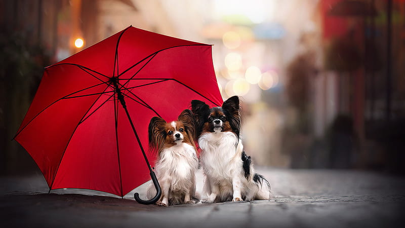 Two White Black Brown Papillon Dogs Are Sitting Under Red Umbrella In Bokeh Background Puppy, HD wallpaper