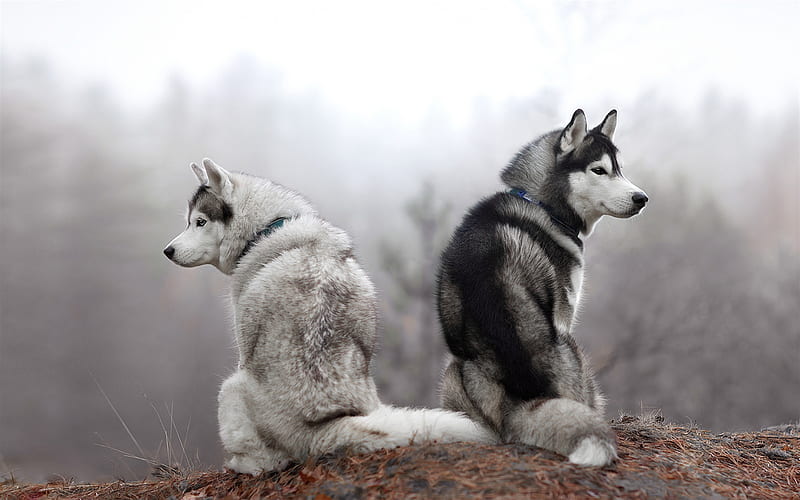 husky, beautiful dogs, white husky, gray husky, forest, autumn, dogs, HD wallpaper