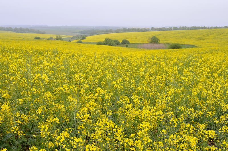 Yellow flowers field, Flowers, Golden, Meadow, Weather, HD wallpaper