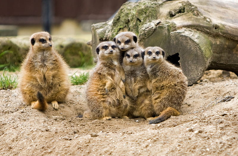 Meerkat Family Group, Cute, Families, Meerkats, Animals, HD wallpaper |  Peakpx