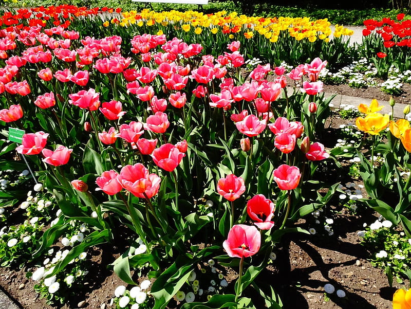 Spring Tulips, dirt, tulips, flower bed, field, sunshine, HD wallpaper