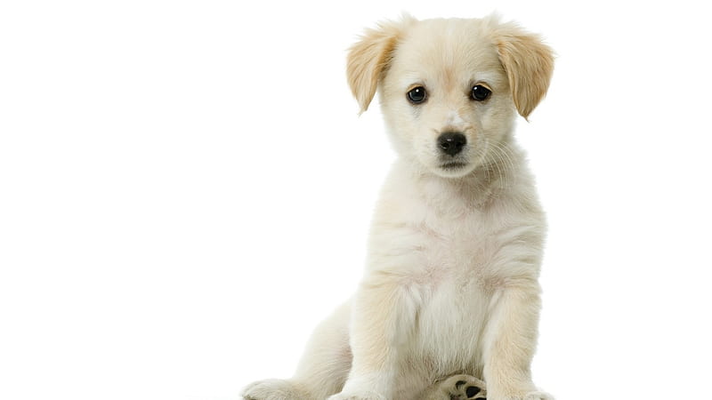 Handsome Puppy, cute, lovely, handsome, white, puppy, sweet, HD wallpaper