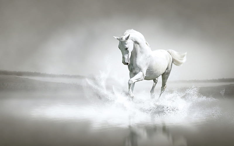 Horse, water, run, animal, HD wallpaper