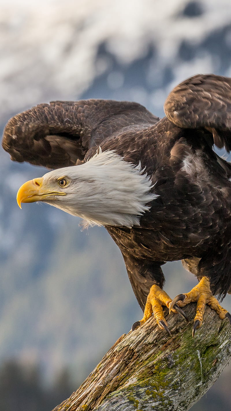 Bald Eagle , bald eagle, bird, wildlife, bird of prey, HD phone wallpaper