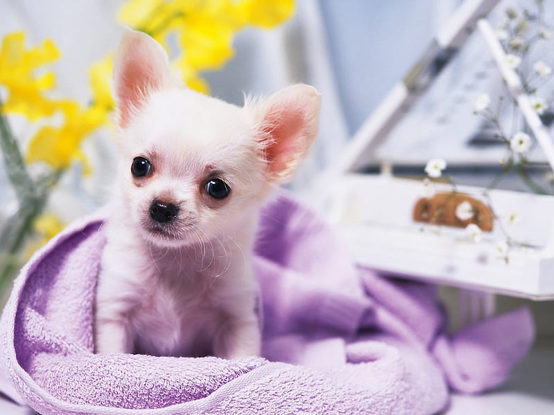Chihuahua Piano, romance, music, notes, melodies, tunes, purity, piano, chihuahuas, love, flowers, white, HD wallpaper