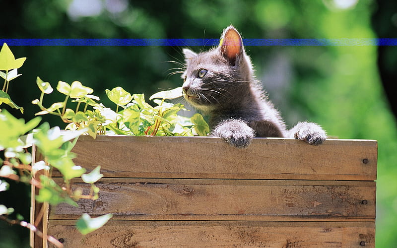 Black kitten in wooden box Lovely Kittens, HD wallpaper
