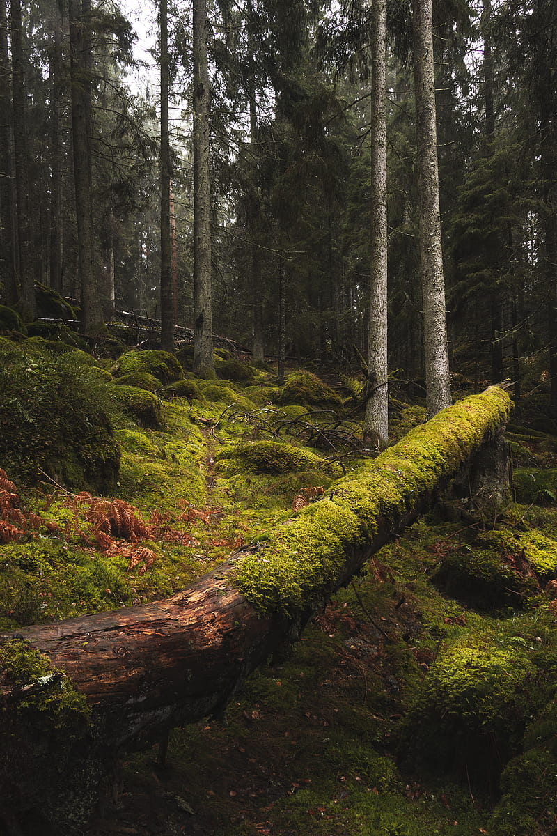 forest, moss, grass, trees, trunks, HD phone wallpaper