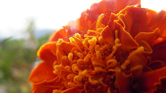 Marigold under the Sun, beauty, bloom, Sunshine, Flower, HD wallpaper |  Peakpx