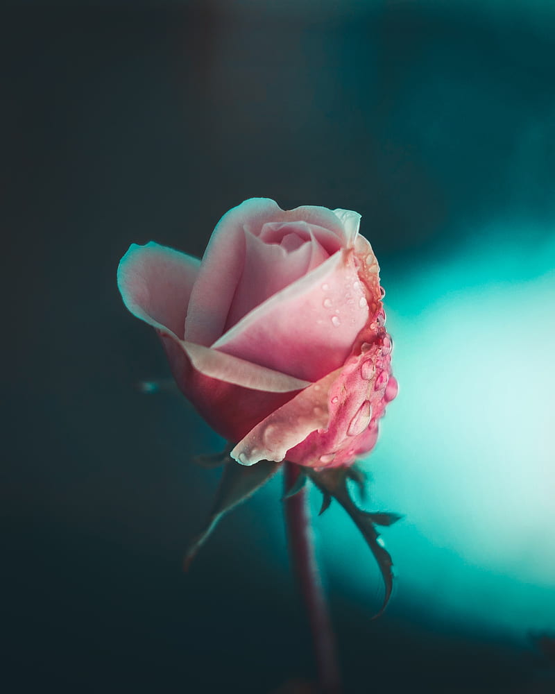 Rose, flower, pink, drops, macro, HD phone wallpaper | Peakpx