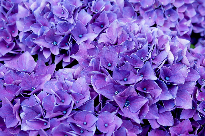 violet flowers, lilac, flowerbed, blossom, Flowers, HD wallpaper