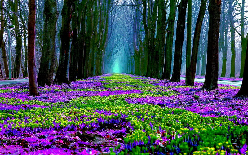 *, Trees, Flowers, Forest, Glade, HD wallpaper