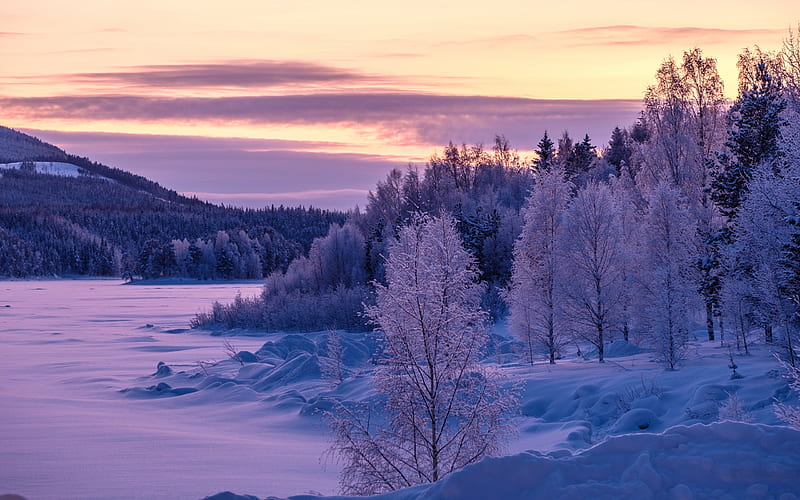 winter landscape, sunset, evening, forest, snow, winter, HD wallpaper