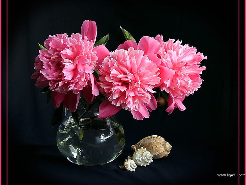 Black Beauty, background, vase, bonito, floral, sea, peonies, leaves, frilly, big, flowers, cut, clear, black, layers, glass, water, petals, shells, HD wallpaper