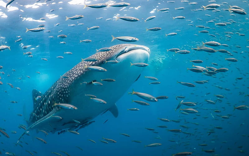 Whale shark, underwater, predator, wildlife, ocean, flock of fish, underwater world, Rhincodon typus, HD wallpaper
