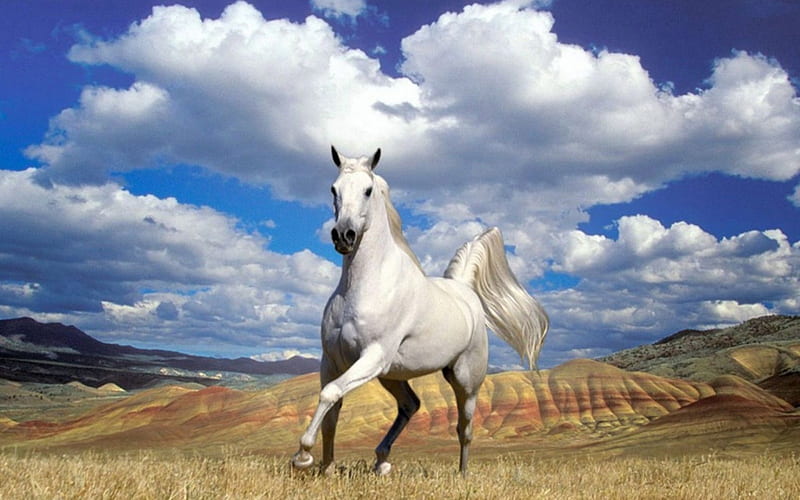 WHITE HORSE, white, horse, clouds, animals, HD wallpaper | Peakpx