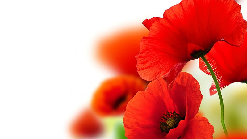 Red poppies on a white background, Floral, Spring, Flowers, Petals, HD wallpaper